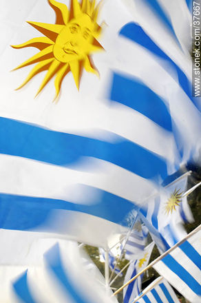 Uruguayan flags. -  - URUGUAY. Photo #37667