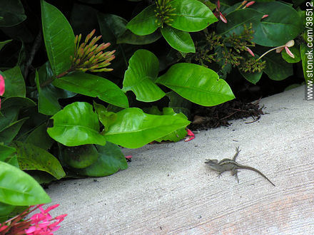 Small lizard - State of Florida - USA-CANADA. Photo #38512