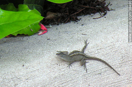 Small lizard - State of Florida - USA-CANADA. Photo #38490