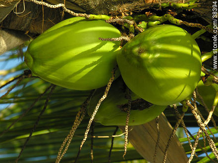 Cocoteros - Flora - IMÁGENES VARIAS. Foto No. 38394