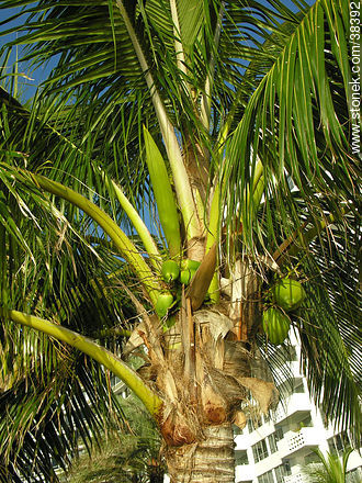 Coconut palm - Flora - MORE IMAGES. Photo #38392
