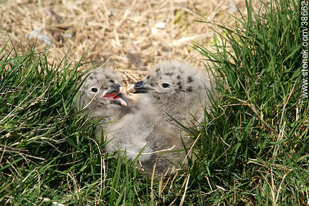 Seagull chicks at Isla de Flores. - Fauna - MORE IMAGES. Photo #38662
