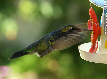 Hummingbird - Fauna - MORE IMAGES. Photo #38859