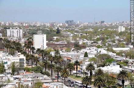 Artigas Blvd. palm trees. - Department of Montevideo - URUGUAY. Photo #40933