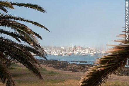 View of the harbor between the palm trees and fog - Punta del Este and its near resorts - URUGUAY. Photo #41080