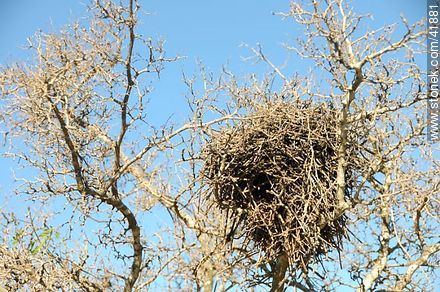 Nest - Fauna - MORE IMAGES. Photo #41881