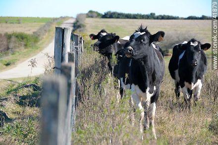 Holstein Cattle - Fauna - MORE IMAGES. Photo #41879