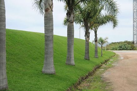 Palmeras sobre jardín - Punta del Este y balnearios cercanos - URUGUAY. Foto No. 42251