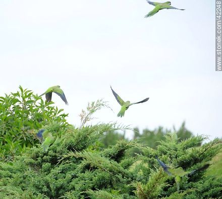 Flying parrots - Fauna - MORE IMAGES. Photo #42248