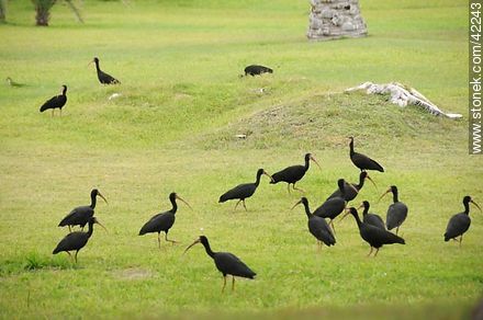 Bare-faced Ibis  - Punta del Este and its near resorts - URUGUAY. Photo #42243