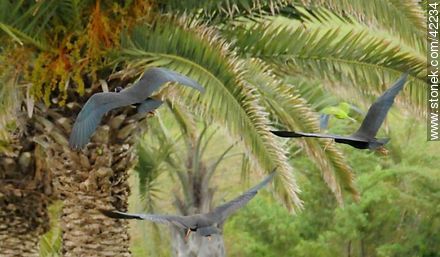 Bare-faced Ibis  - Punta del Este and its near resorts - URUGUAY. Photo #42234