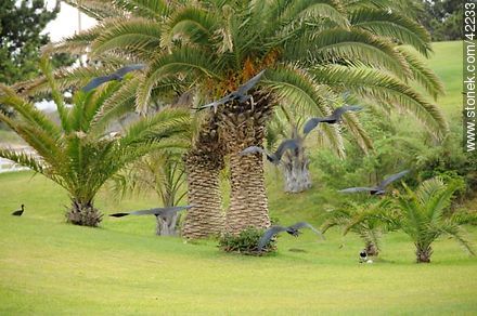Bare-faced Ibis  - Punta del Este and its near resorts - URUGUAY. Photo #42233