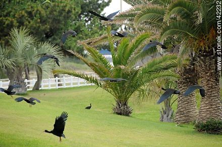 Bare-faced Ibis  - Punta del Este and its near resorts - URUGUAY. Photo #42232