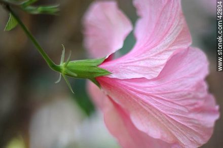 Hibisco rosado - Flora - IMÁGENES VARIAS. Foto No. 42804