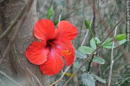 Flor de hibisco rojo - Flora - IMÁGENES VARIAS. Foto No. 42776