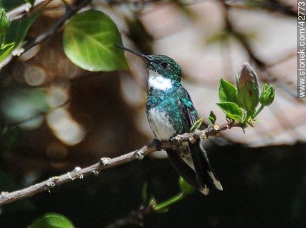 White-throated Hummingbird - Department of Maldonado - URUGUAY. Photo #42773