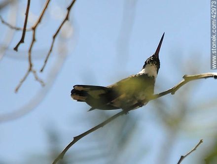 White-throated Hummingbird - Fauna - MORE IMAGES. Photo #42973