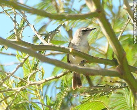 Tropical Kingbird 	 - Department of Maldonado - URUGUAY. Photo #42890