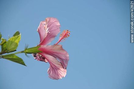 Pink hibiscus - Department of Maldonado - URUGUAY. Photo #42821