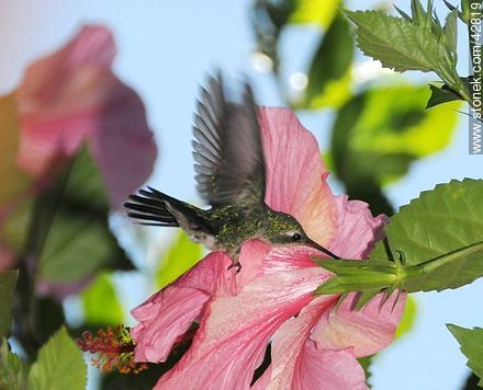 Common hummingbird - Department of Maldonado - URUGUAY. Photo #42819