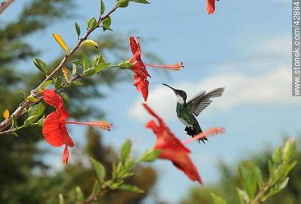 White-throated Hummingbird - Department of Maldonado - URUGUAY. Photo #42884