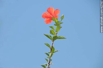 Hibisco de flor roja - Flora - IMÁGENES VARIAS. Foto No. 42767