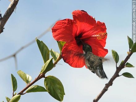 White-throated Hummingbird - Fauna - MORE IMAGES. Photo #42813