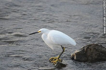 Snowy egret. - Fauna - MORE IMAGES. Photo #42695