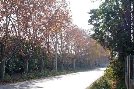 Camino de Colón - Departamento de Montevideo - URUGUAY. Foto No. 43060
