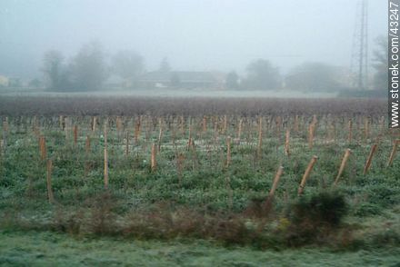 Cognac vineyards in winter - Region of Midi-Pyrénées - FRANCE. Photo #43247
