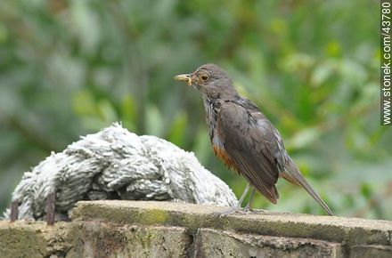 Wet Rufus-bellied Thrush - Fauna - MORE IMAGES. Photo #43780