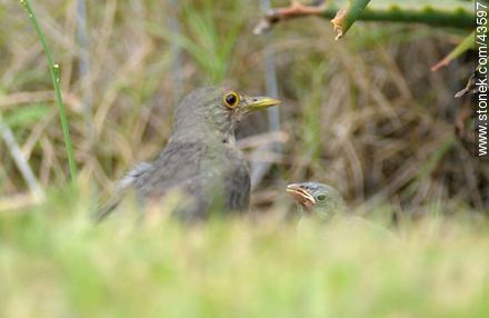 Rufus-bellied Thrush feedeing its chicks - Fauna - MORE IMAGES. Photo #43597