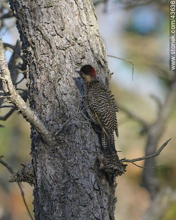 Green-barred Woodpecker - Fauna - MORE IMAGES. Photo #43636