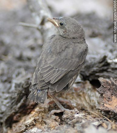 Rufus-bellied Thrush chick - Fauna - MORE IMAGES. Photo #43606