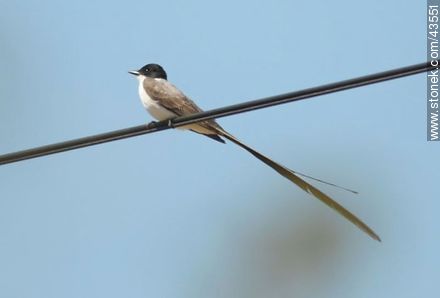 Fork - tailed Flycatcher - Department of Maldonado - URUGUAY. Photo #43551