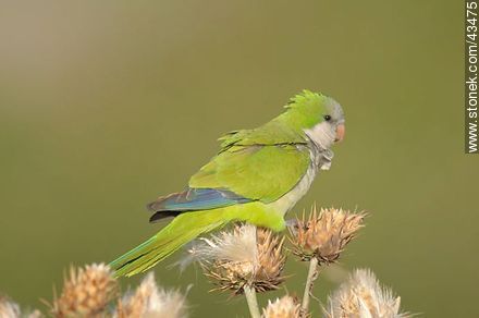 Parrot - Fauna - MORE IMAGES. Photo #43475