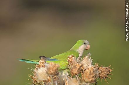 Parrot - Fauna - MORE IMAGES. Photo #43470