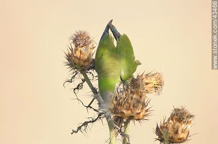 Parrot - Fauna - MORE IMAGES. Photo #43468