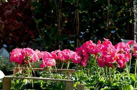 Garden geranium or malva - Flora - MORE IMAGES. Photo #43875
