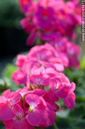 Garden geranium or malva - Flora - MORE IMAGES. Photo #43872