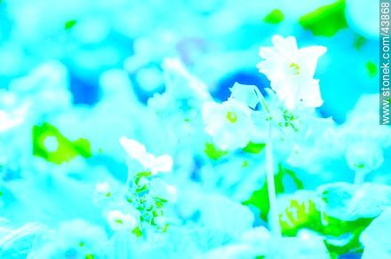 Primula - Flora - MORE IMAGES. Photo #43868