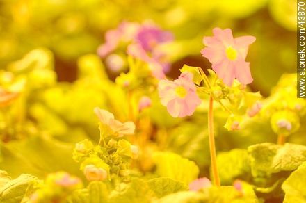 Primula - Flora - MORE IMAGES. Photo #43870