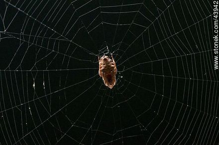 Spider weaving its web - Fauna - MORE IMAGES. Photo #43942