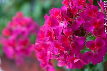 Fuchsia geranium flower  - Flora - MORE IMAGES. Photo #43939