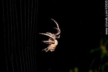 Spider weaving its web - Fauna - MORE IMAGES. Photo #43935