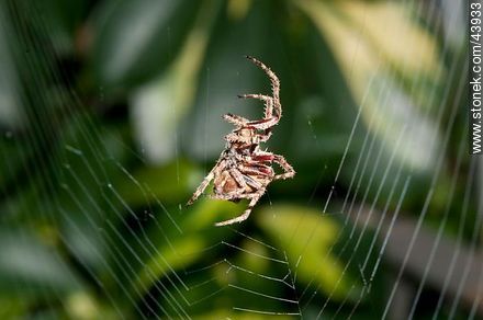 Spider weaving its web - Fauna - MORE IMAGES. Photo #43933