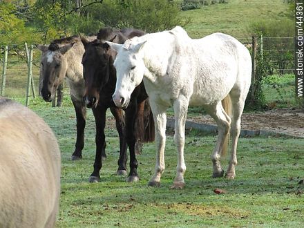 Trío de caballos - Fauna - IMÁGENES VARIAS. Foto No. 44361