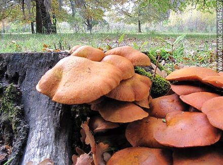 Mushrooms - Flora - MORE IMAGES. Photo #44267