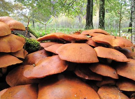 Mushrooms - Department of Florida - URUGUAY. Photo #44265
