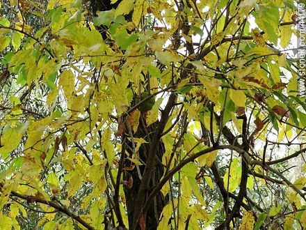 Maclura pomifera tree - Flora - MORE IMAGES. Photo #44179